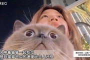 娱乐吃瓜猫作品原声